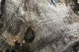 Polished Petrified Wood (Oak) Slab - Oregon #68052-1